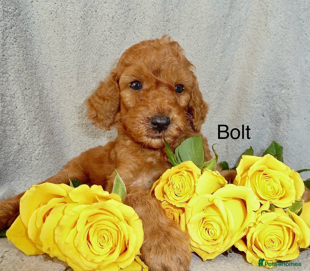 Cockapoo dogs for sale: F2B Red Cockapoos **BOTH PARENTS DNA CLEAR** - Image 14