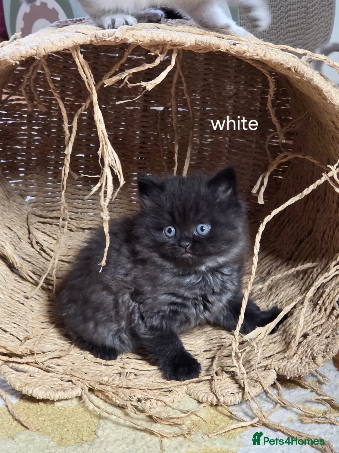 British Shorthair cats for sale: 🔥 Stunning British Shorthair Kittens to Reserve - Advert 3