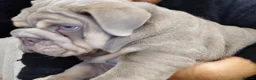 English Bulldog dogs for sale: MALE  - Advert 8