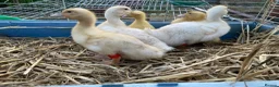 Ducks poultry for sale: Pom Pom Runner Ducklings  - Advert 5