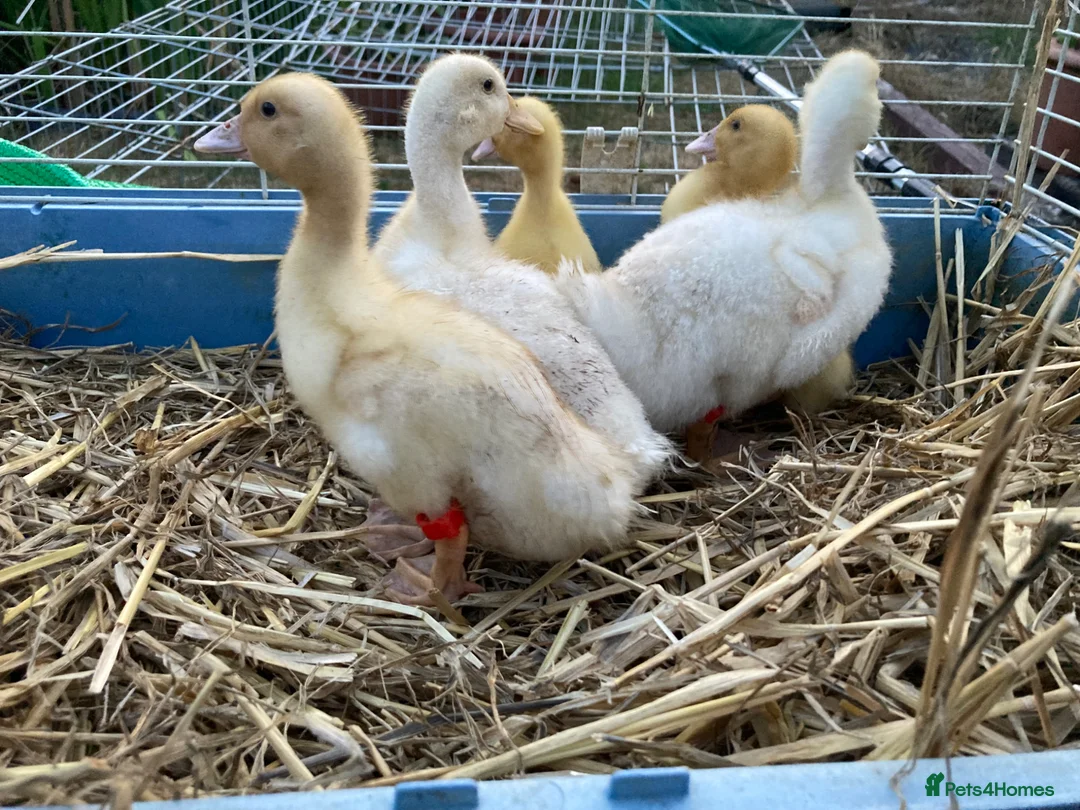 Ducks poultry for sale: Pom Pom Runner Ducklings  - Advert 5