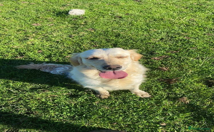 Golden Retriever dogs - Advert 9