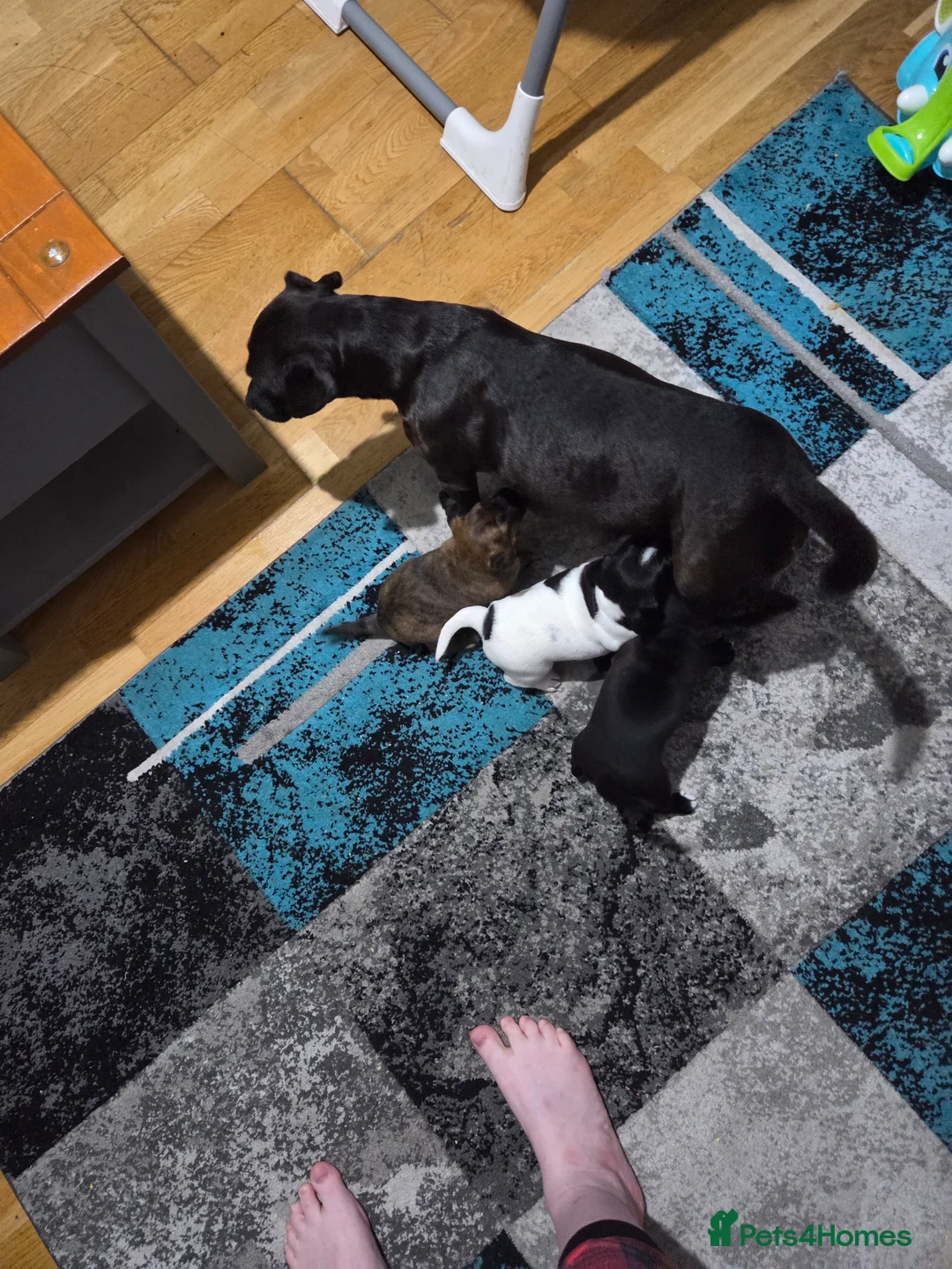 Mixed Breed dogs for sale: 5 beautiful patterjacks in Cemaes Bay - Advert 1