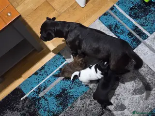 Mixed Breed dogs 5 beautiful patterjacks - Advert 3