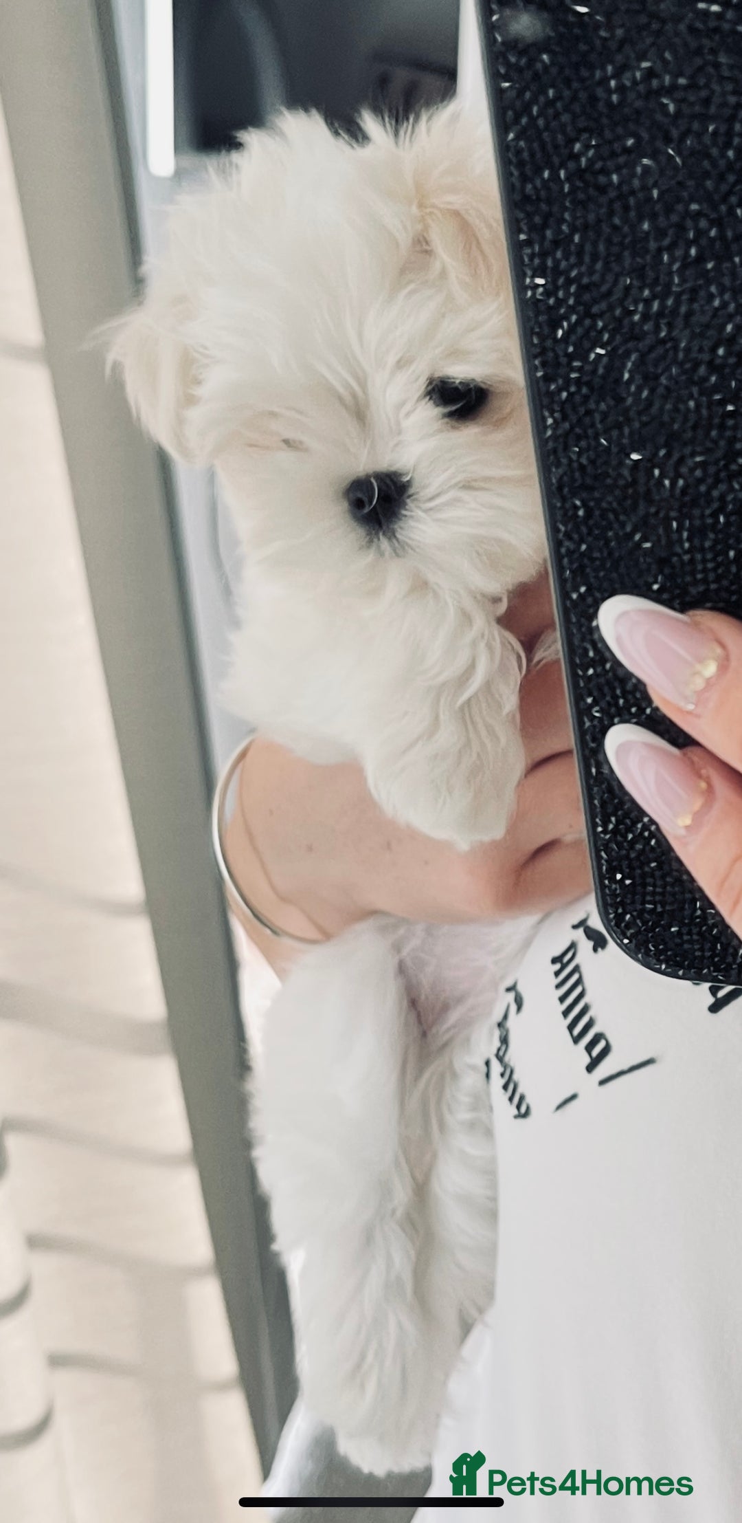 Maltese dogs for sale: Outstanding Quality Tiny  Maltese  - Advert 19