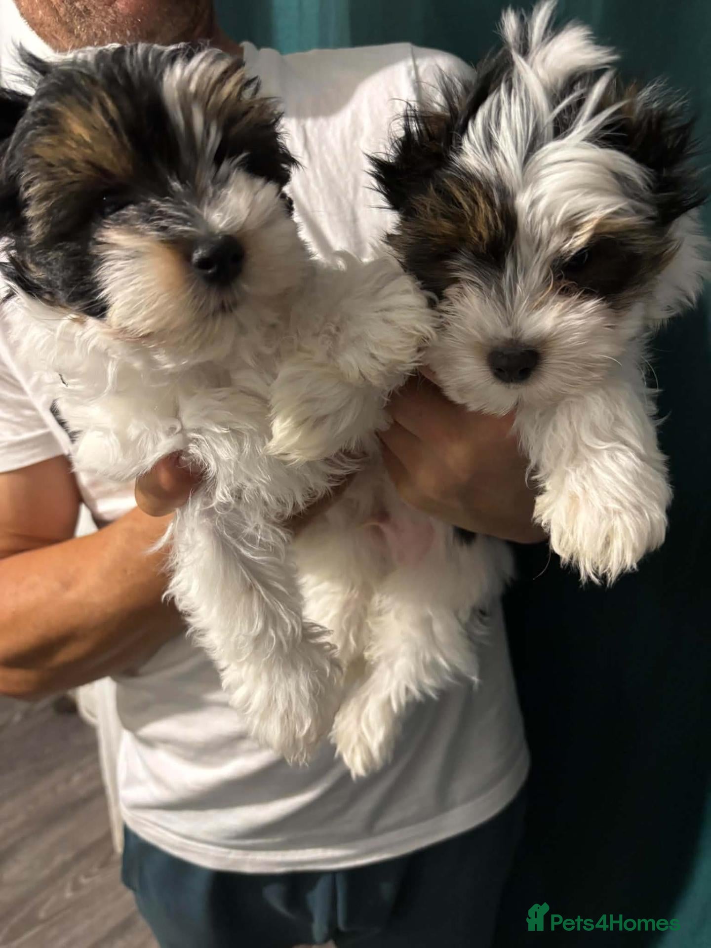 Yorkshire Terrier dogs Beautiful Yorkshire Terrier  - Advert 1