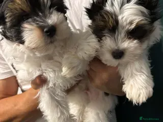 Yorkshire Terrier dogs Beautiful Yorkshire Terrier - Advert 1