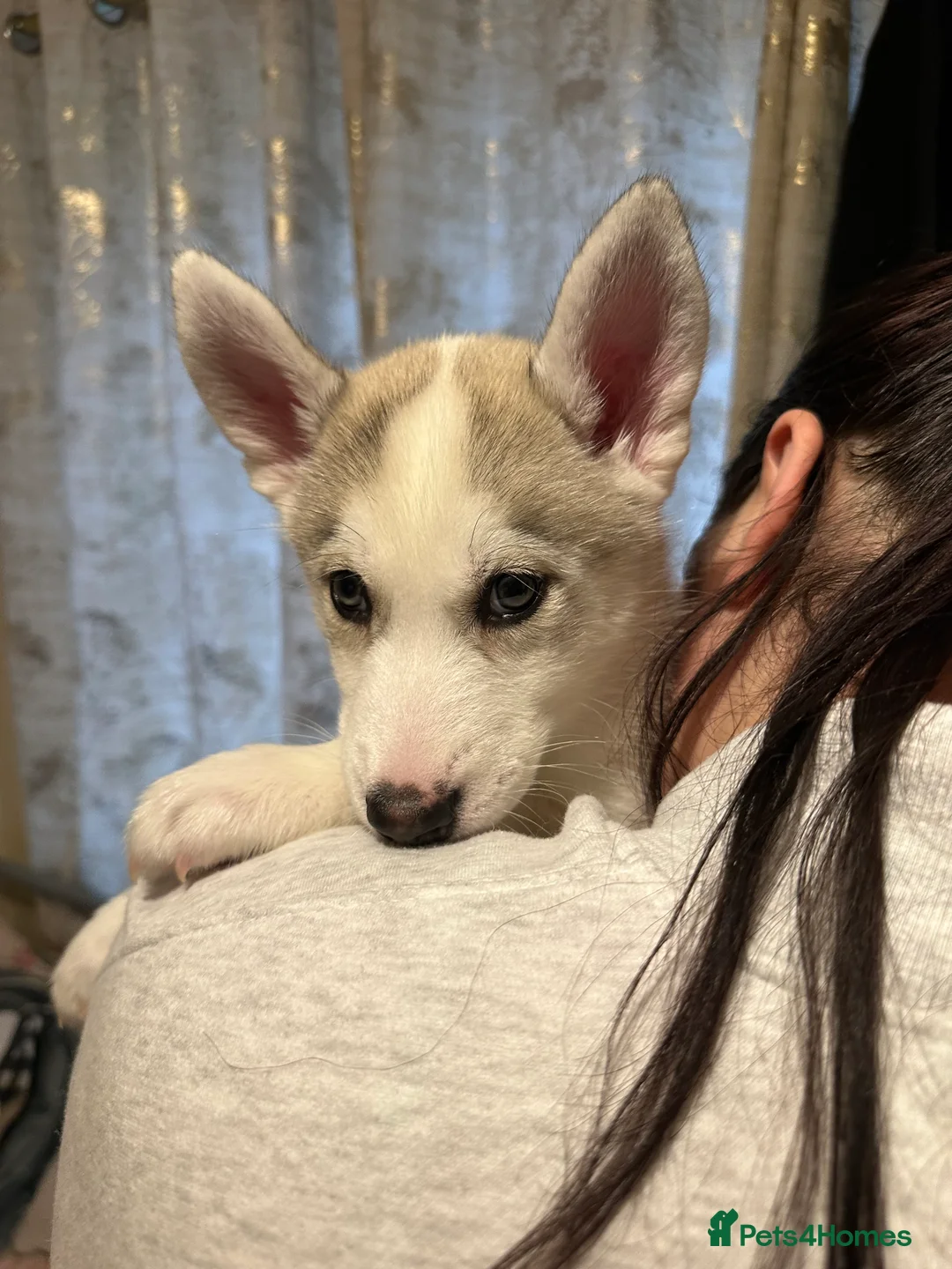 Siberian Husky dogs for sale: ✨ Siberian Huskies puppies ✨ - Advert 9