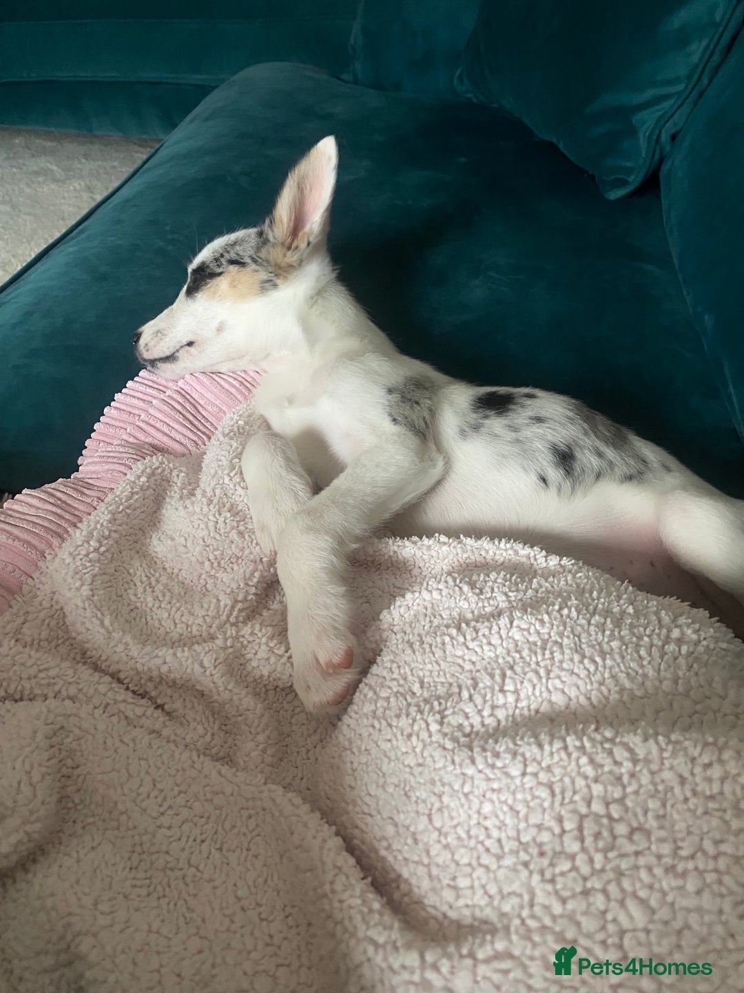 Border Collie dogs for sale: 10 week old stunning border collie merle for sale  - Image 1