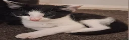 Mixed Breed cats for sale: 3 beautiful playful kittens for sale - Advert 2