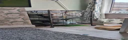 Rat rodents for sale: Fancy rats in Stoke-on-Trent - Advert 2