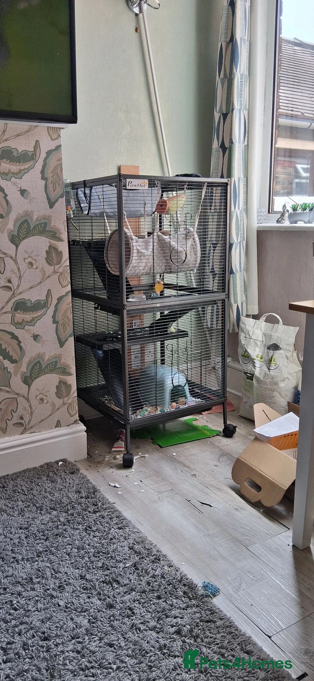 Rat rodents for sale: Fancy rats in Stoke-on-Trent - Advert 2