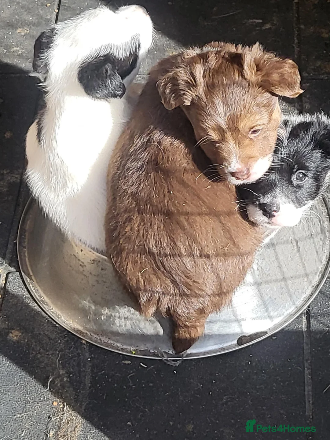 Jackapoo dogs for sale: Gorgeous little accidents! in Bacup - Advert 15