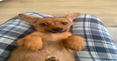 Mixed Breed dogs - Advert 12