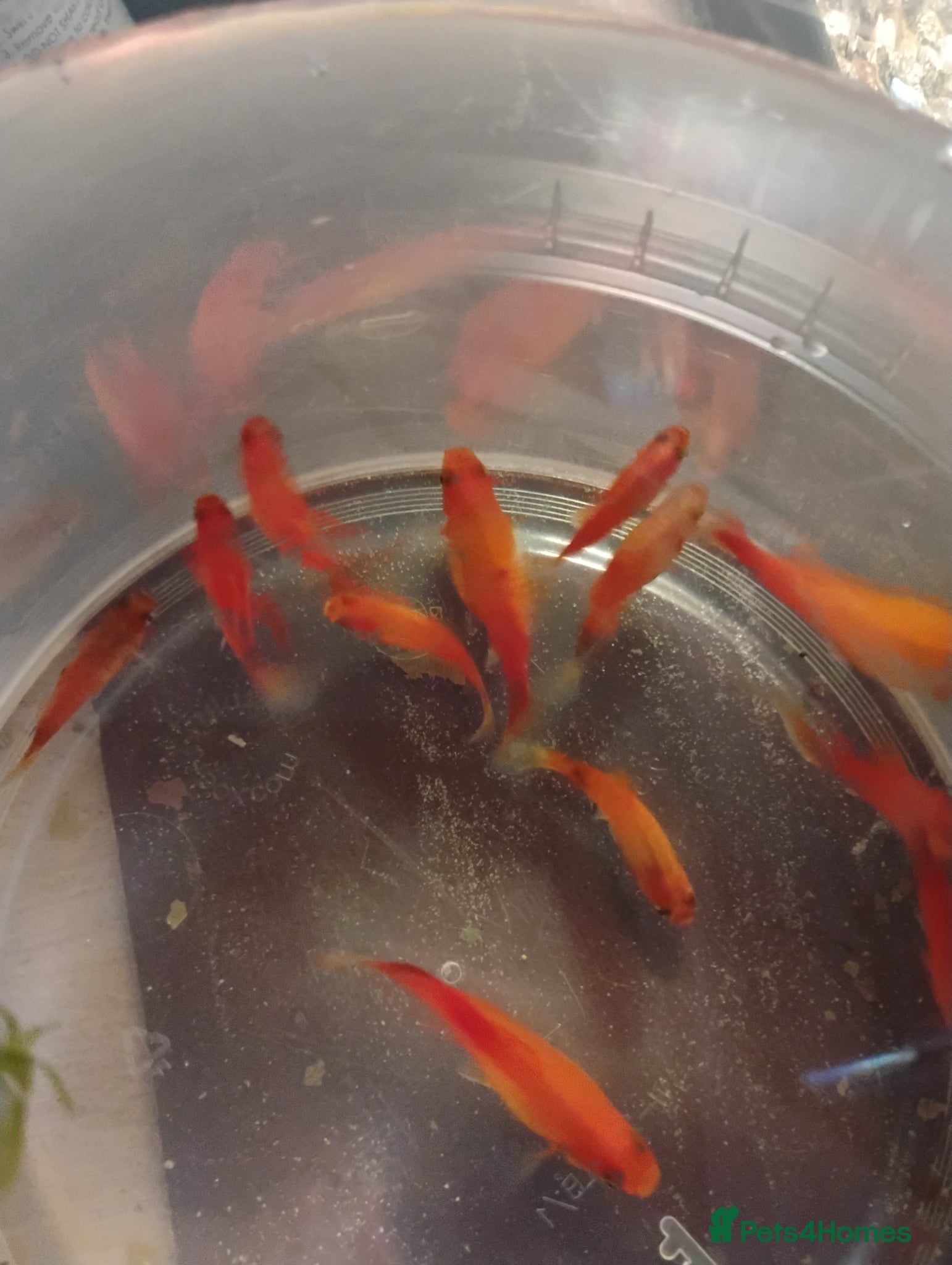 Mollies fish Mollies/a few platys maybe - Advert 1