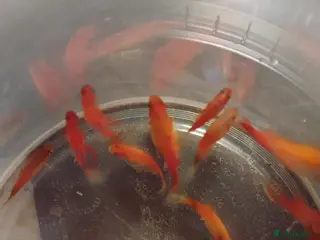 Mollies fish Mollies/a few platys maybe - Advert 1