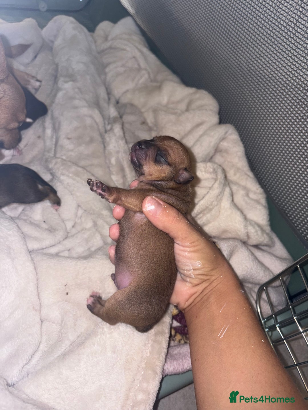 Chihuahua dogs for sale: chihuahua puppies for sale  - Image 9