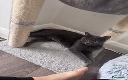 Russian Blue cats for sale: 2 Russian Blue x Siamese Kittens - Image 4