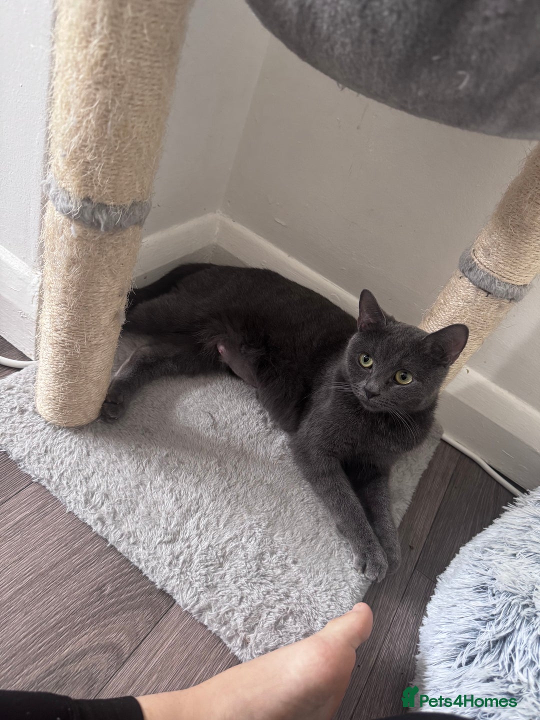 Russian Blue cats for sale: 2 Russian Blue x Siamese Kittens - Image 4