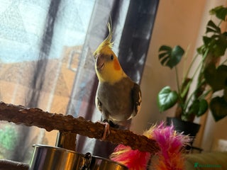 Cockatiels birds - Advert 11