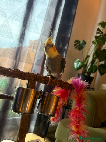 Cockatiels birds - Advert 14