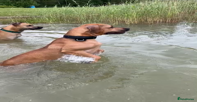 Mixed Breed dogs - Advert 5