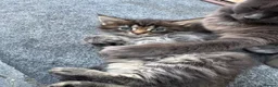 Maine Coon cats for sale: Half Maincoon Kittens  - Advert 14
