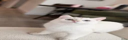 Scottish Fold cats for sale: Scottish straight male kitten  in Brentford - Advert 1