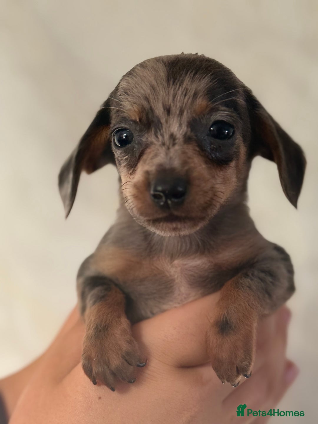 Miniature Dachshund dogs for sale: ⭐️Beautiful litter Of Rainbow Dachshund Puppies⭐️ - Image 25