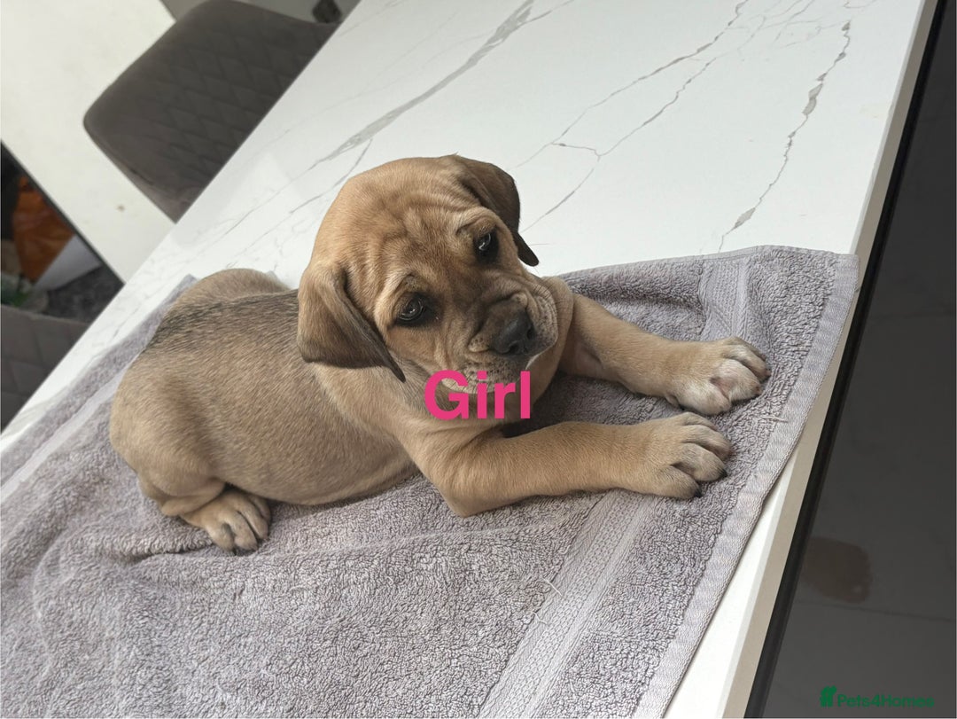 Cane Corso dogs for sale: Cane Corso puppies  - Image 8