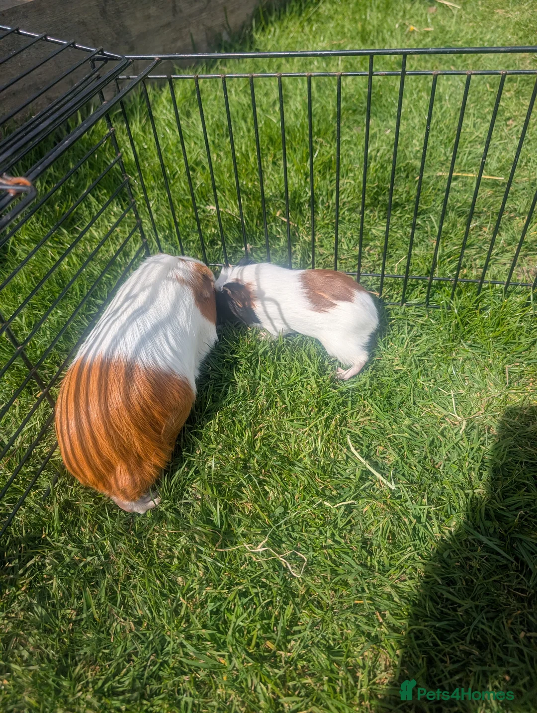 Guinea Pig rodents for sale: Female Guinea pigs mums and baby girls  - Advert 6