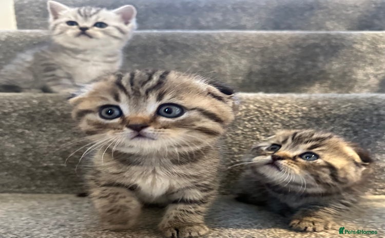 Scottish Fold cats - Advert 11