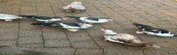 Ducks poultry for sale: Muscovy ducklings. - Advert 4