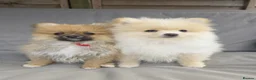 Pomeranian dogs for sale: Pomeranian Puppies - Advert 8