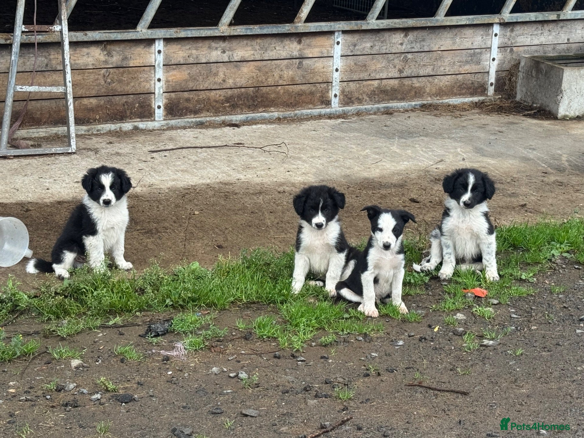 Border Collie dogs 1 cute border collie pup left, Ready to go now!  - Advert 3