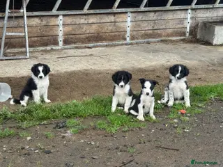 Border Collie dogs 1 cute border collie pup left, Ready to go now! - Advert 3