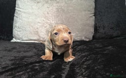 Miniature Dachshund dogs for sale: KC Reg Miniature Dachsunds - Advert 7