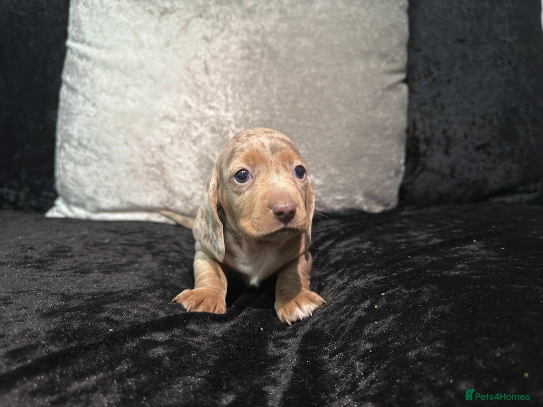 Miniature Dachshund dogs for sale: KC Reg Miniature Dachsunds - Advert 7
