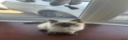 Ragdoll cats for sale: Stunning ragdoll girls for sale  in Grays - Advert 18