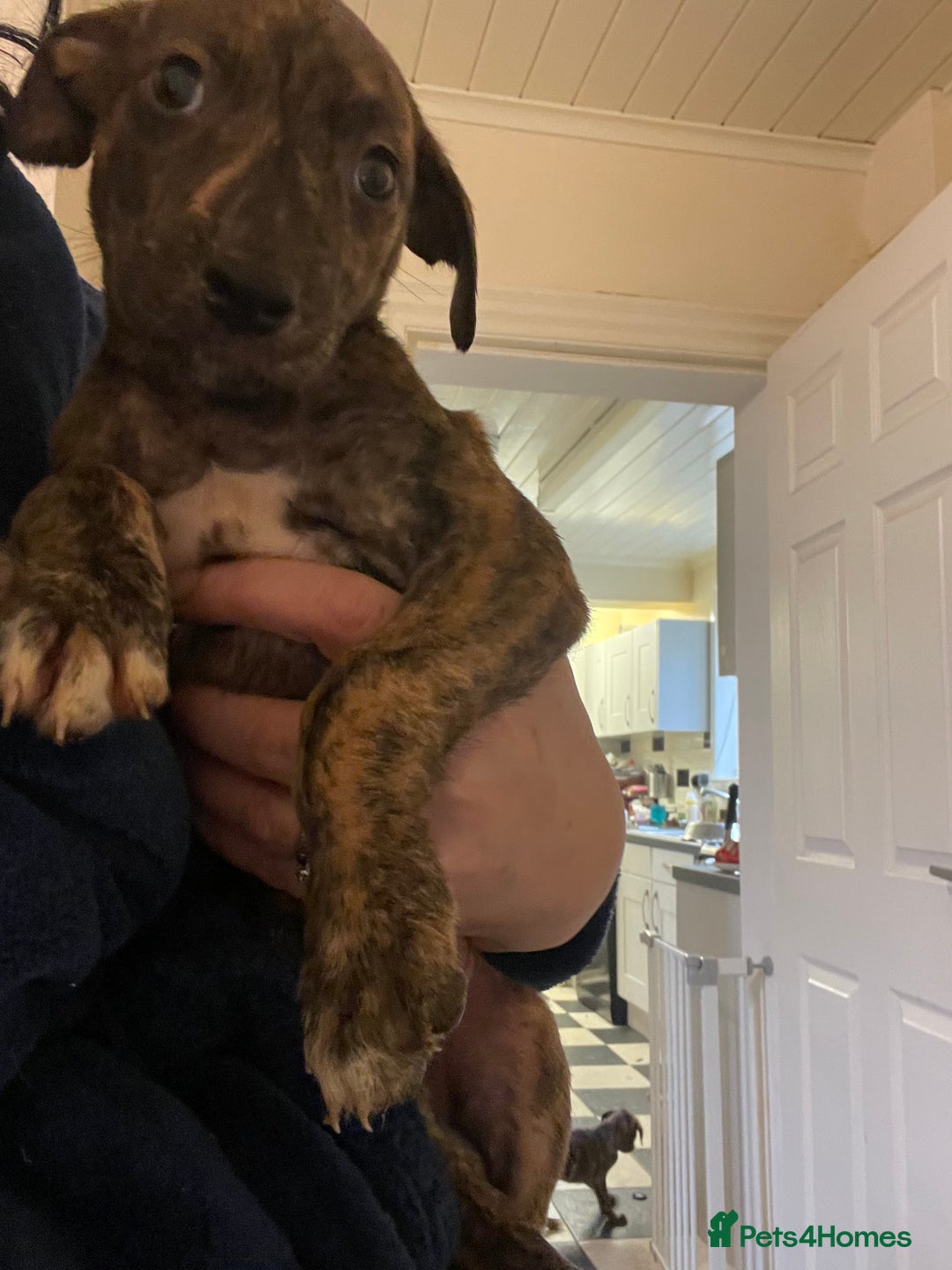 Lurcher dogs for sale: Greyhound/deerhound brindle lurchers - Advert 34