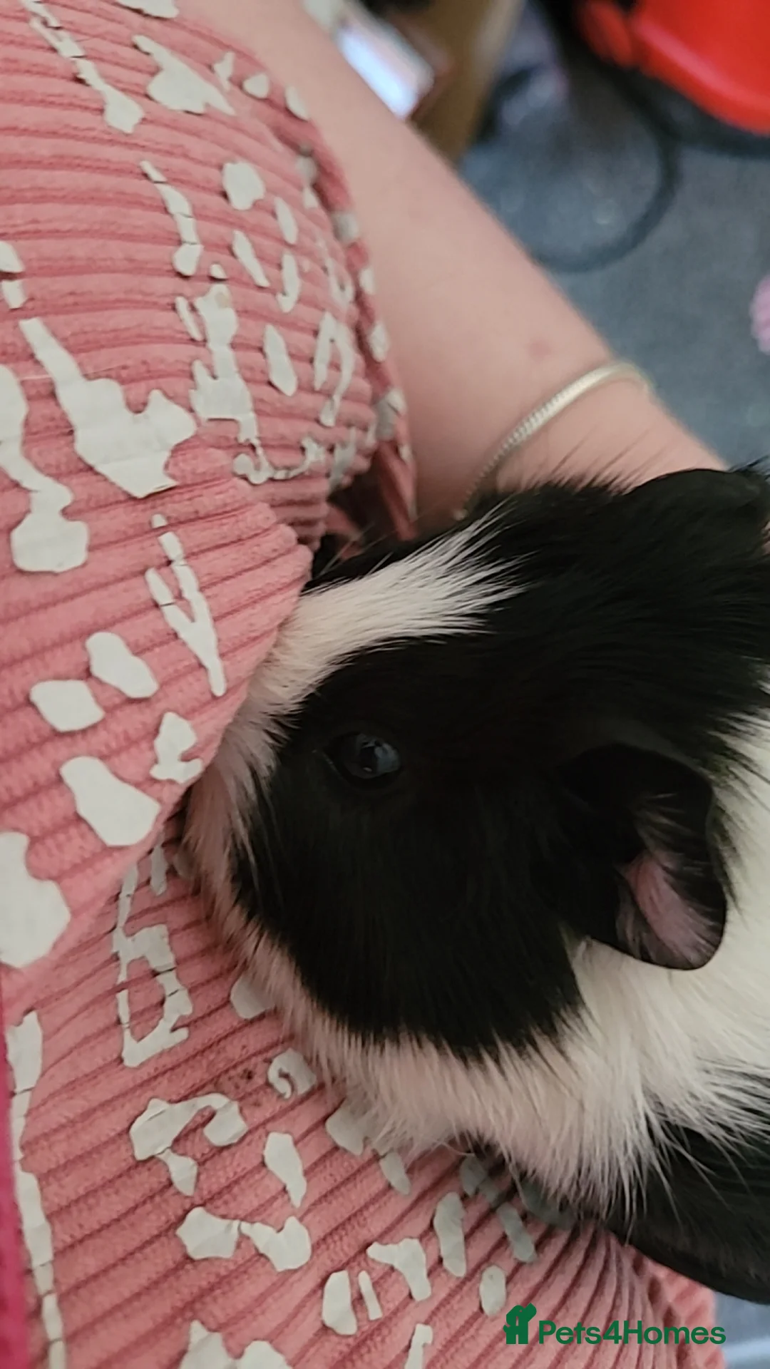 Guinea Pig rodents for sale: baby Guniea pigs for sale in Blackpool - Advert 2
