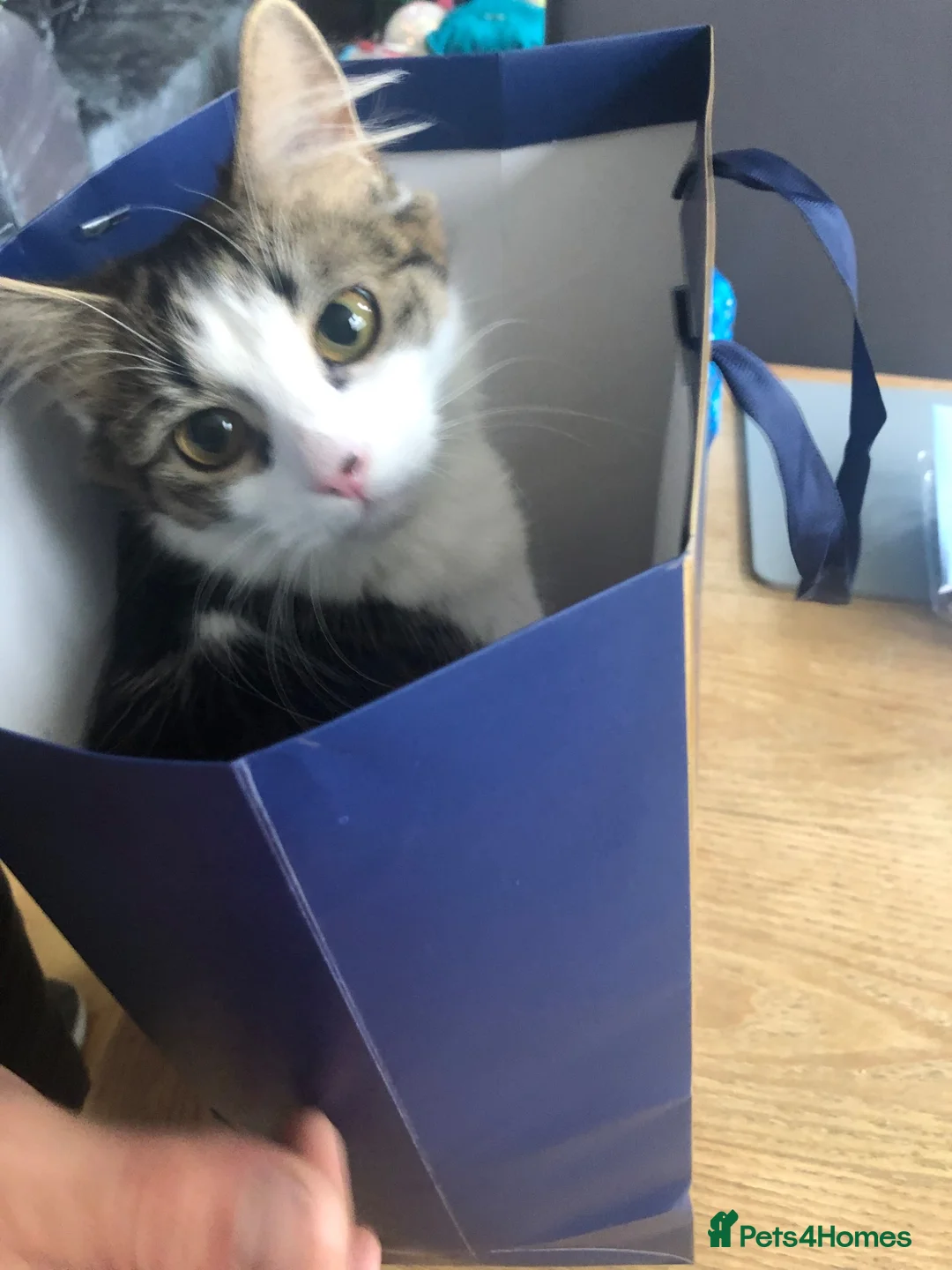 Mixed Breed cats for sale: 4 cats need rehoming due to house move  in Liverpool - Advert 11
