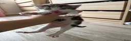 Mixed Breed cats for sale: 3 Kittens for sale  - Advert 4