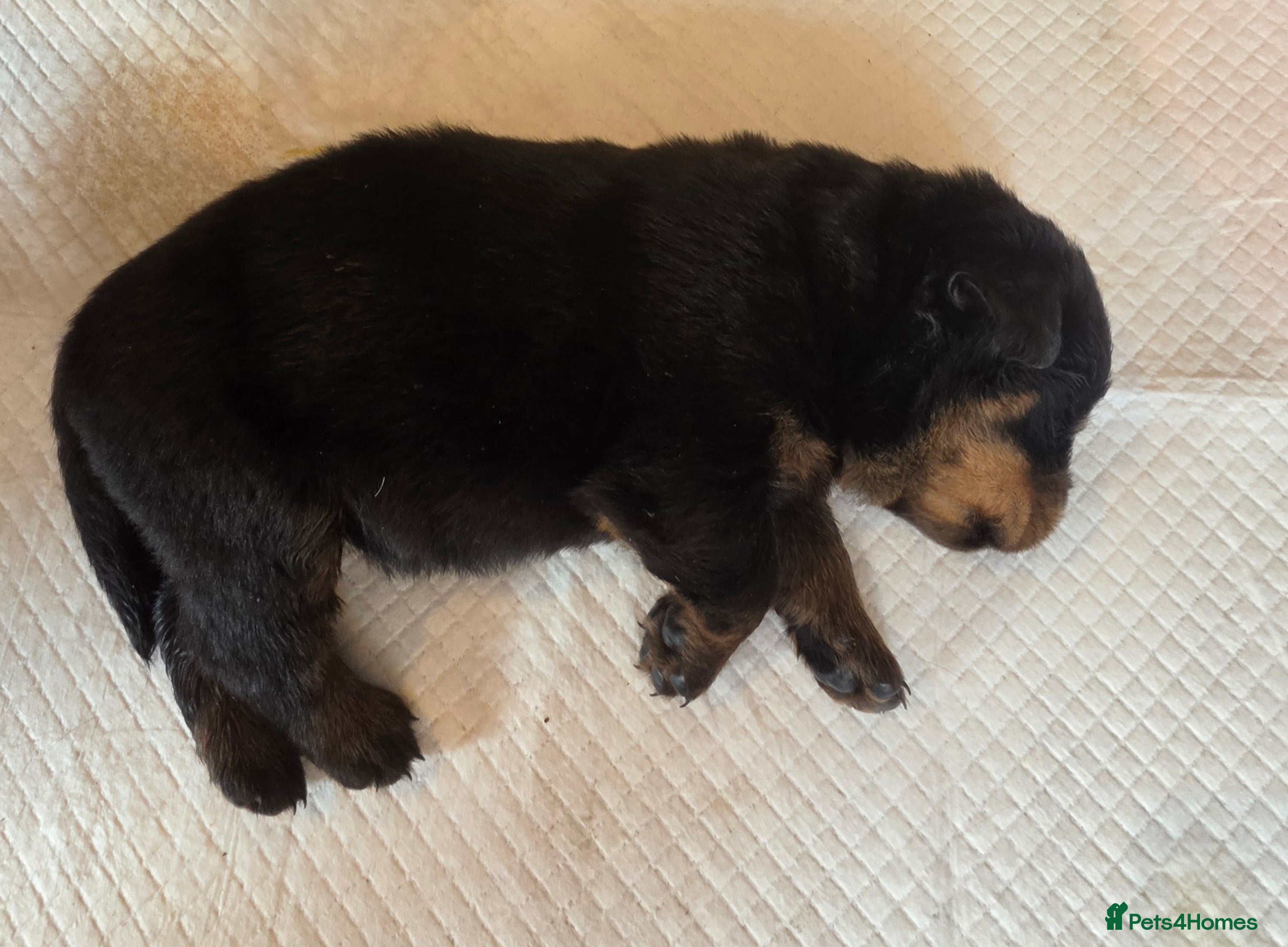 Rottweiler dogs Stunning KC Registered German Rottweilers - Advert 2