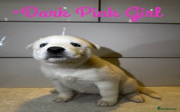 Siberian Husky dogs for sale: Husky Puppies 🩵🩷 - Image 13