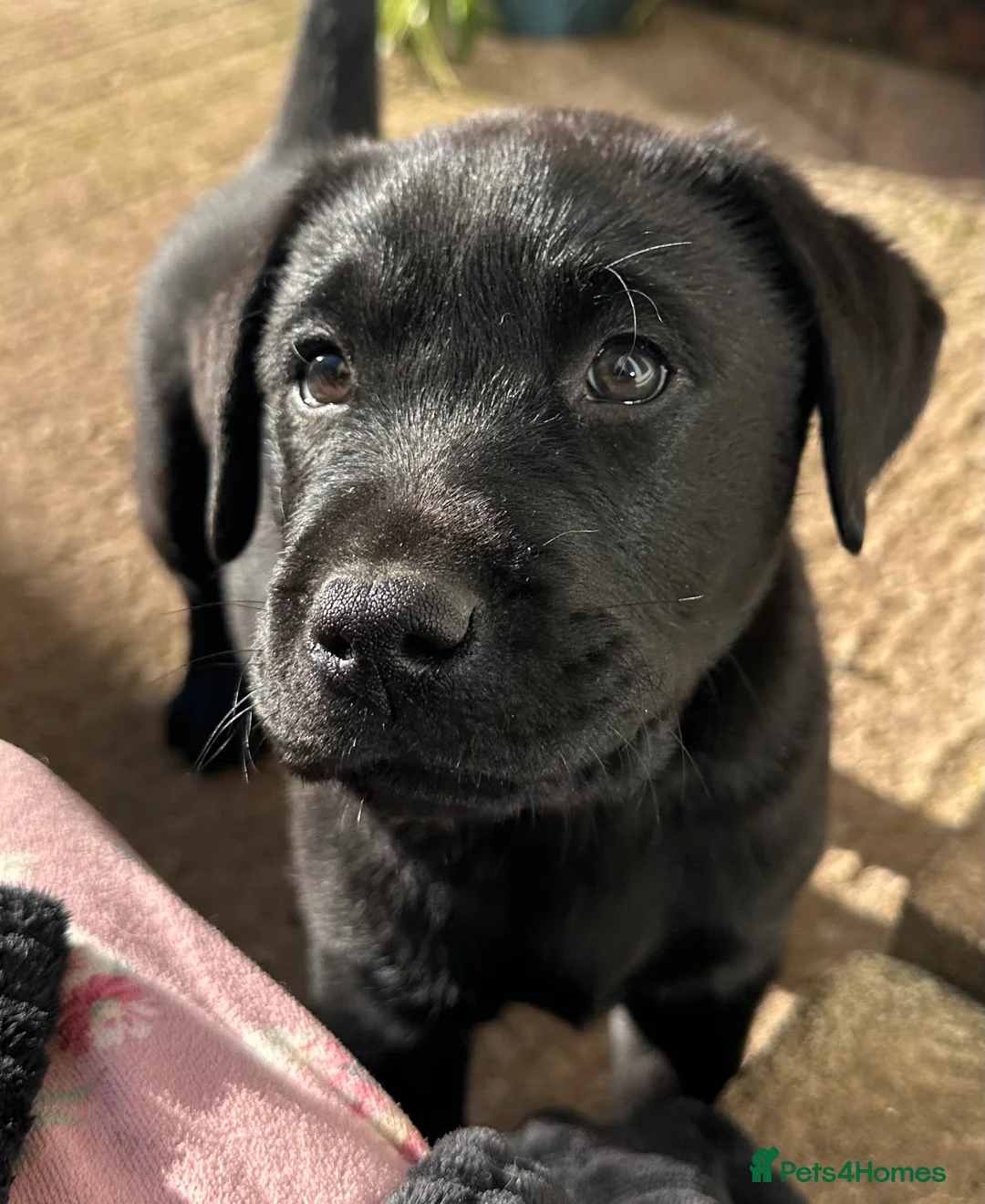 Labrador Retriever dogs for sale: Show bred chunky pups  - Advert 2