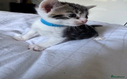 Domestic Shorthair cats for sale: 6 beautiful kittens  - Image 6