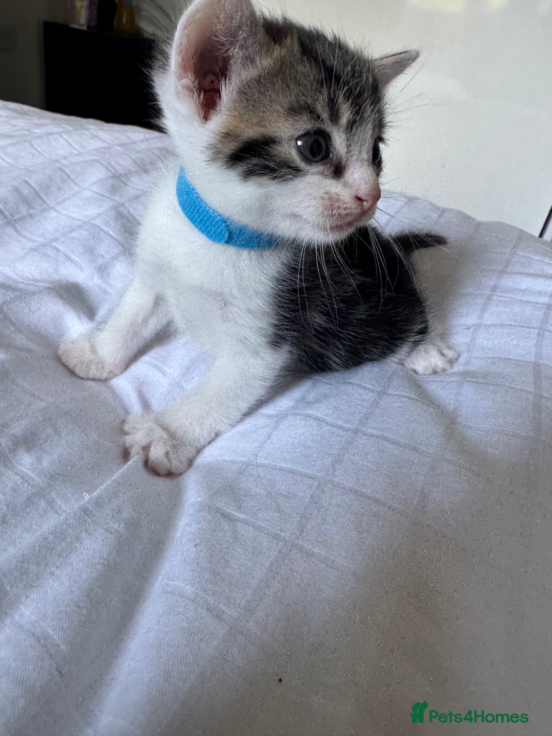 Domestic Shorthair cats for sale: 6 beautiful kittens  - Image 6