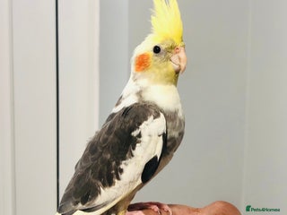 Cockatiels birds Beautiful young tame cockatiels for sale. - Advert 2