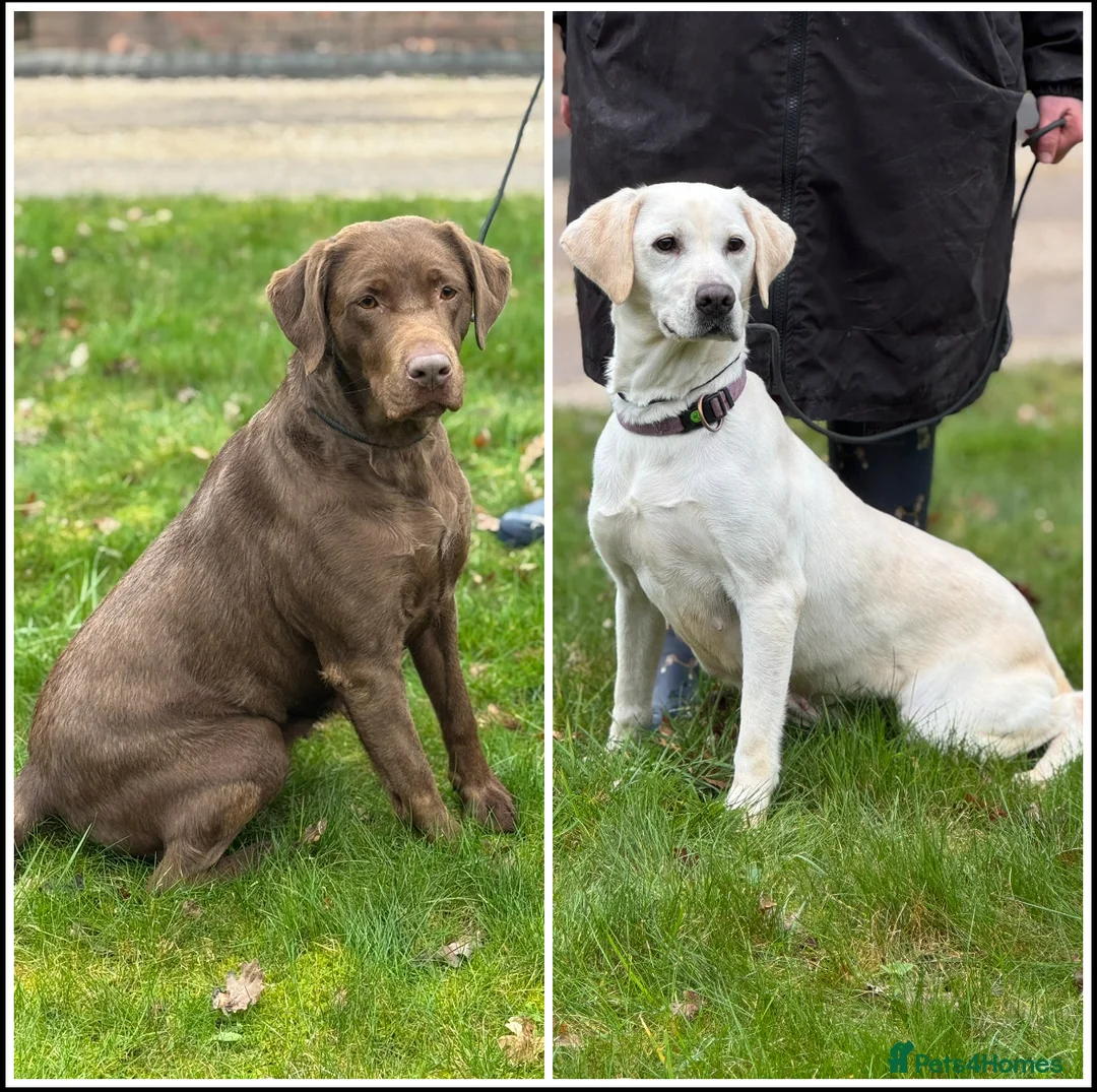 Labrador Retriever dogs for sale: Labrador Adult KC Females, Health Tested - Advert 1